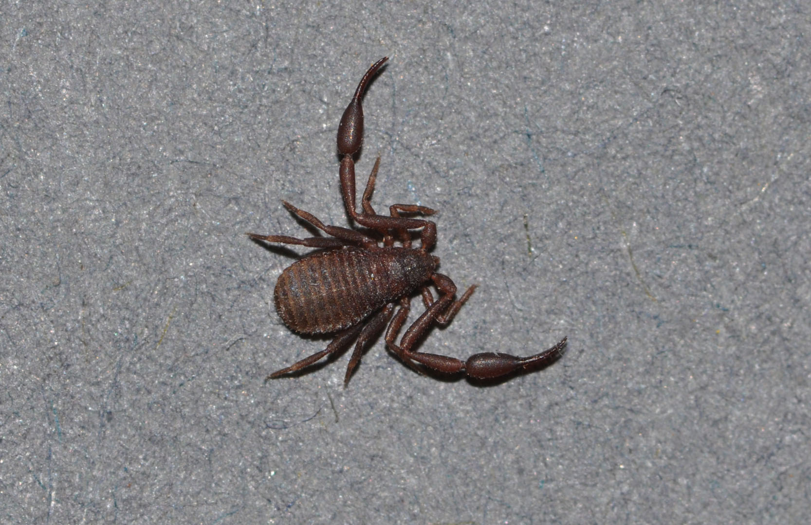 Pseudoskorpion Chelifer cancroides
